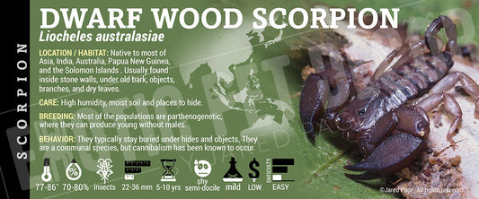 Liocheles australasiae 'Dwarf Wood' Scorpion