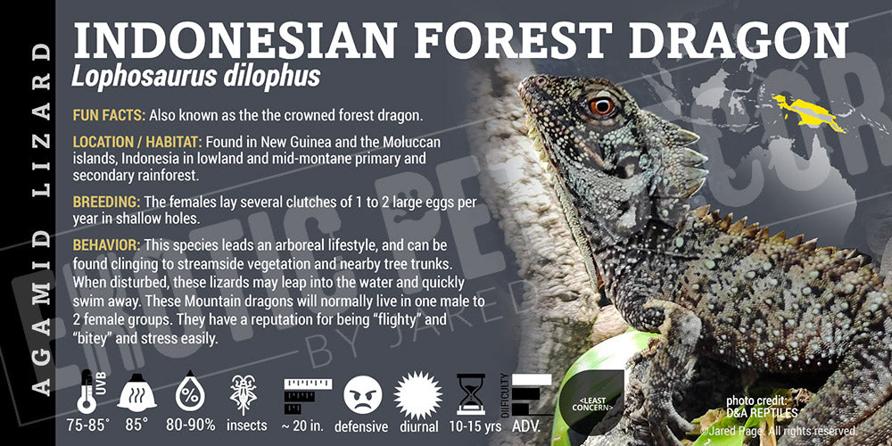 Lophosaurus dilophus 'Indonesian Forest Dragon' Lizard