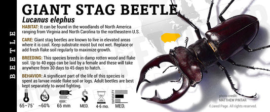 Lucanus elephus 'Giant Stag' Beetle