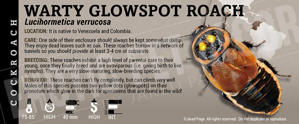 Lucihormetica verrucosa 'Warty Glowspot' Roach