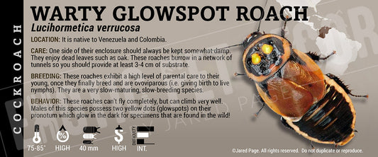 Lucihormetica verrucosa 'Warty Glowspot' Roach