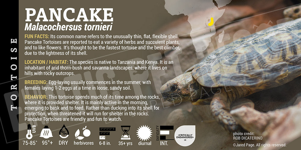 Malacochersus tornieri 'Pancake' Tortoise