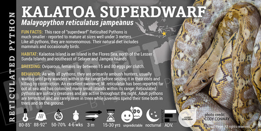 Malayopython reticulates jampeanus 'Superdwarf Reticulated' Python