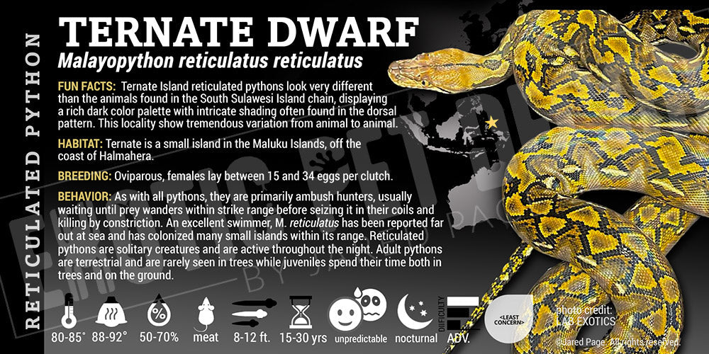 Malayopython reticulatus reticulatus 'Ternate Reticulated' Python