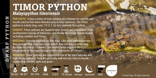 Malayopython timoriensis 'Timor' Python