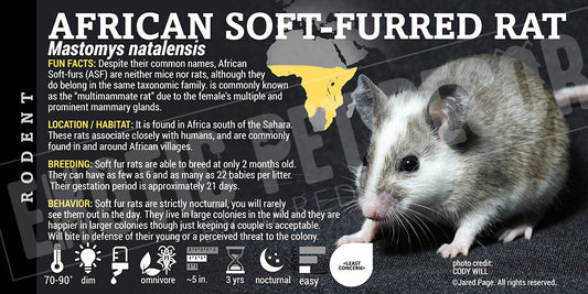 Mastomys natalensis 'African Soft Furred Rat'