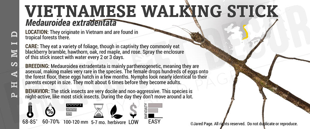 Medauroidea extradentata 'Vietnamese Walking Stick '