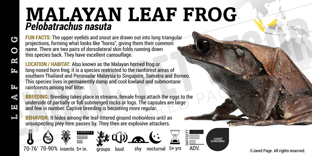 Pelobatrachus nasuta 'Malayan Leaf Frog'