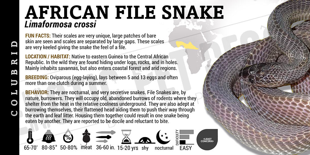 Limaformosa (Mehelya) crossi 'West African File' Snake