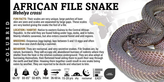 Mehelya crossi 'West African File' Snake
