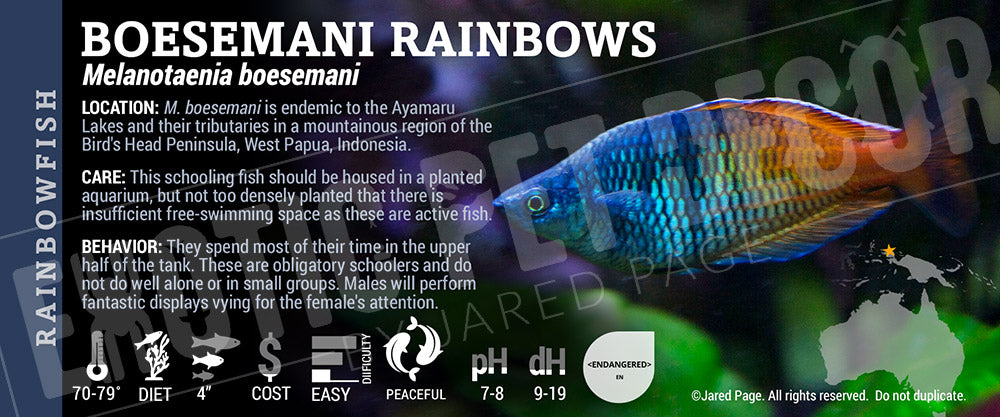 Melanotaenia boesemani 'Rainbow Fish'