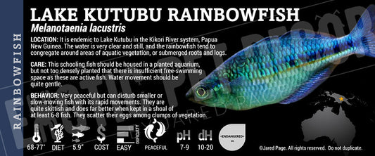 Melanotaenia lacustris 'Lake Kutubu Rainbowfish'
