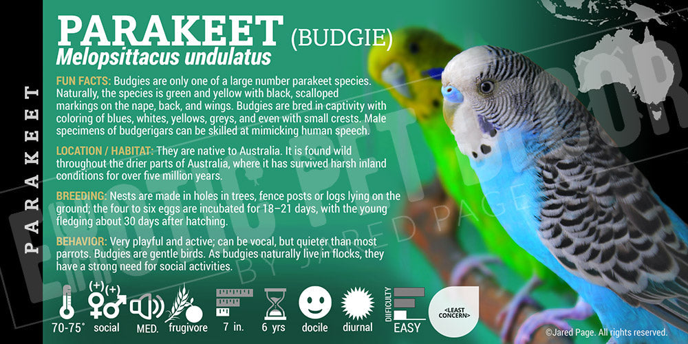 Melopsittacus undulatus 'Budgie Parakeet'