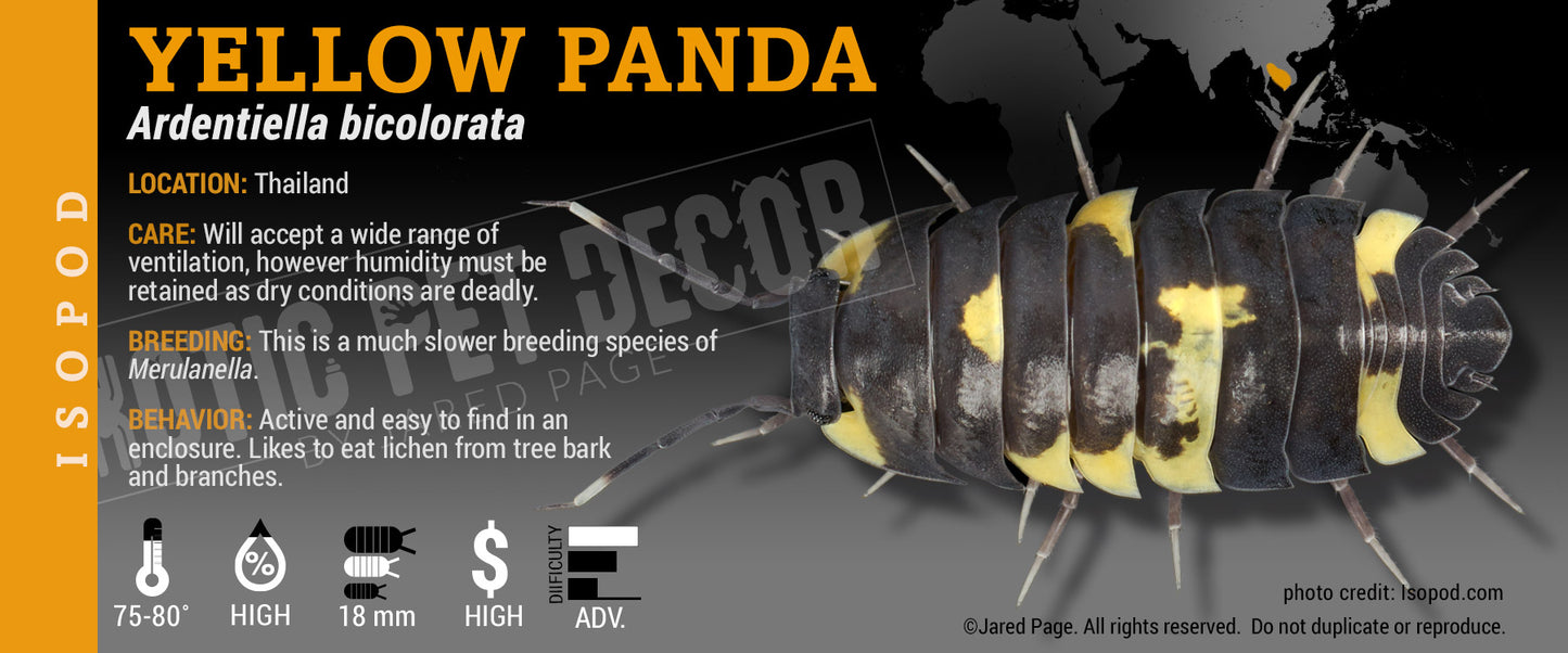 Ardentiella bicolorata (ex. Merulanella) 'Yellow Panda' isopod label