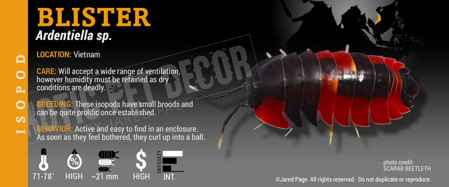 Ardentiella sp. (ex. Merulanella) 'Blister' isopod label