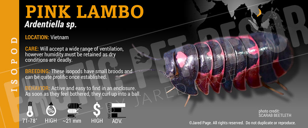 Ardentiella sp. (ex. Merulanella) 'Pink Lambo' isopod label