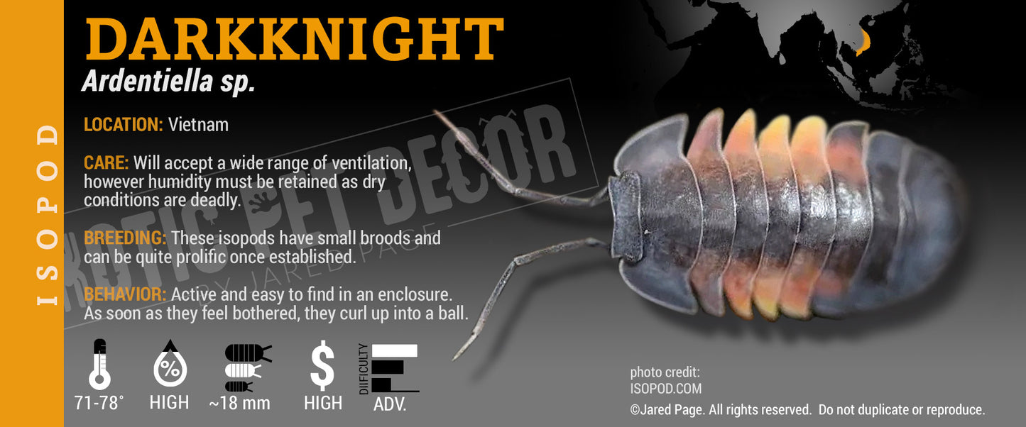 Ardentiella sp. (ex. Merulanella) 'Darkknight' isopod label