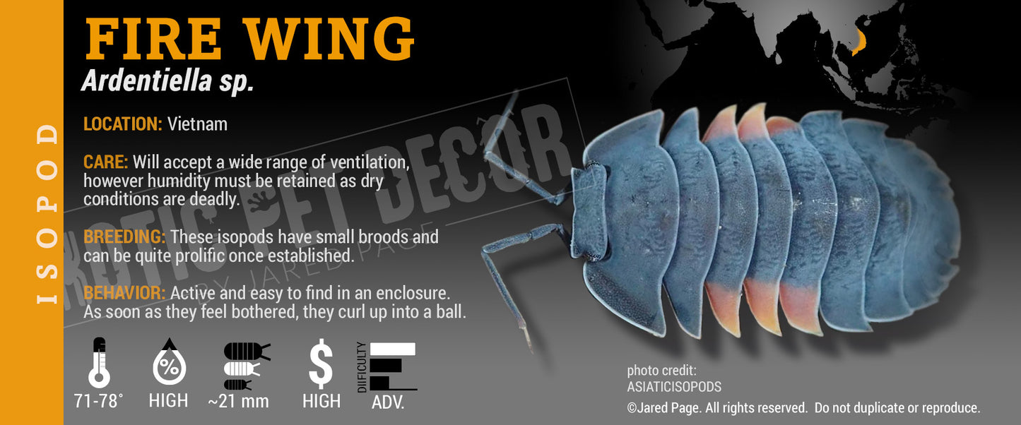 Ardentiella sp. (ex. Merulanella) 'Fire Wing' isopod label