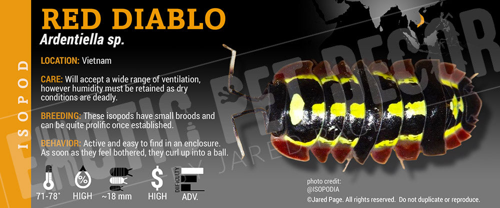 Ardentiella sp. (ex. Merulanella) 'Red Diablo' isopod label