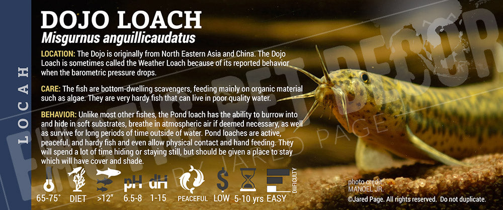 Misgurnus anguillicaudatus 'Dojo Loach'