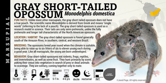 Monodelphis domestica 'Gray Short Tailed Opossum'