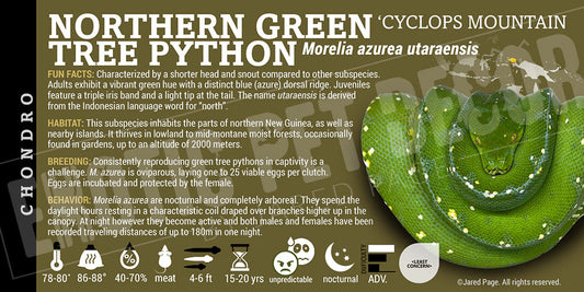 Morelia azurea utaraensis 'Northern Green Tree' Python