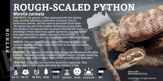 Morelia carinata 'Rough Scaled' Python