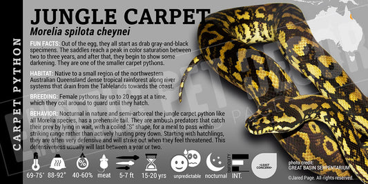 Morelia spilota cheynei 'Jungle Carpet' Python