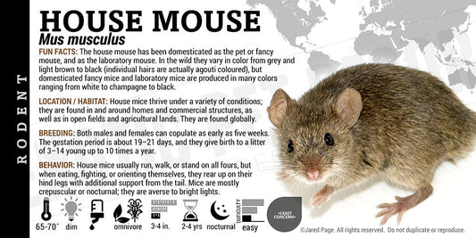 Mus musculus 'House Mouse'