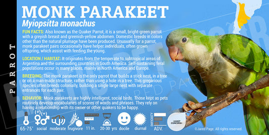 Myiopsitta monachus 'Quaker Monk Parrot'