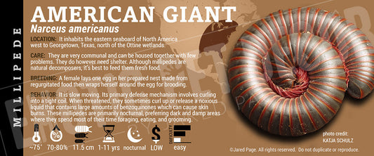 Narceus americanus 'American Giant' Millipede