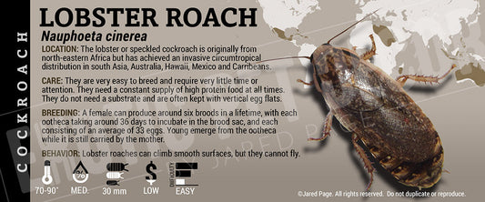 Nauphoeta cinerea 'Lobster' Roach