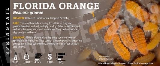 Neanura growae 'Florida Orange' Springtail