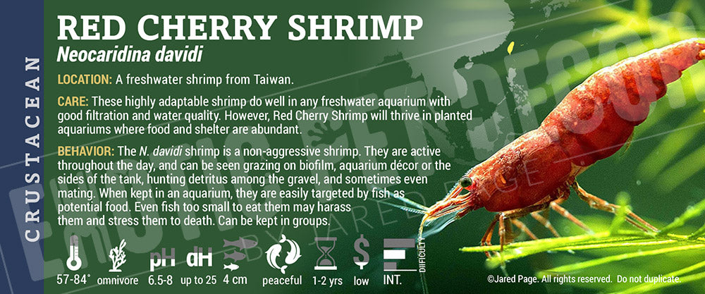 Neocaridina davidi Shrimp