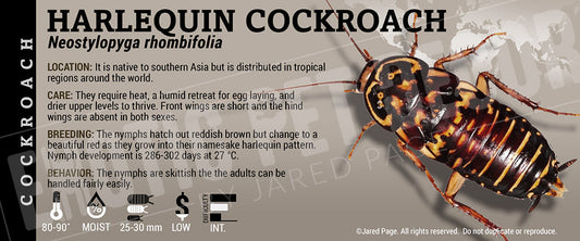 Neostylopyga rhombifolia 'Harlequin' Roach