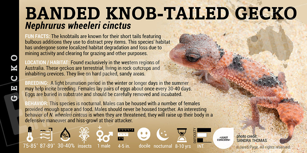 Nephrurus wheeleri cinctus 'Banded Knob Tailed' Gecko