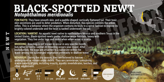 Notophthalmus meridionalis 'Black Spotted Newt'