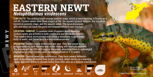 Notophthalmus viridescens 'Eastern Newt'