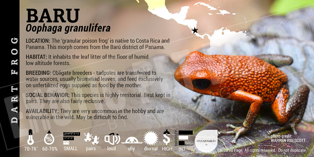 Oophaga granulifera 'Baru' Dart Frog Label