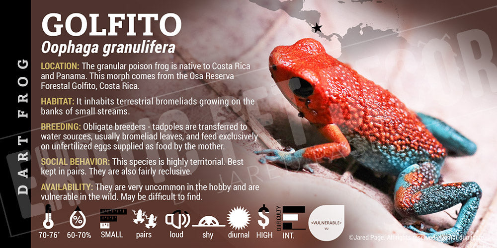 Oophaga granulifera 'Golfito' Dart Frog Label