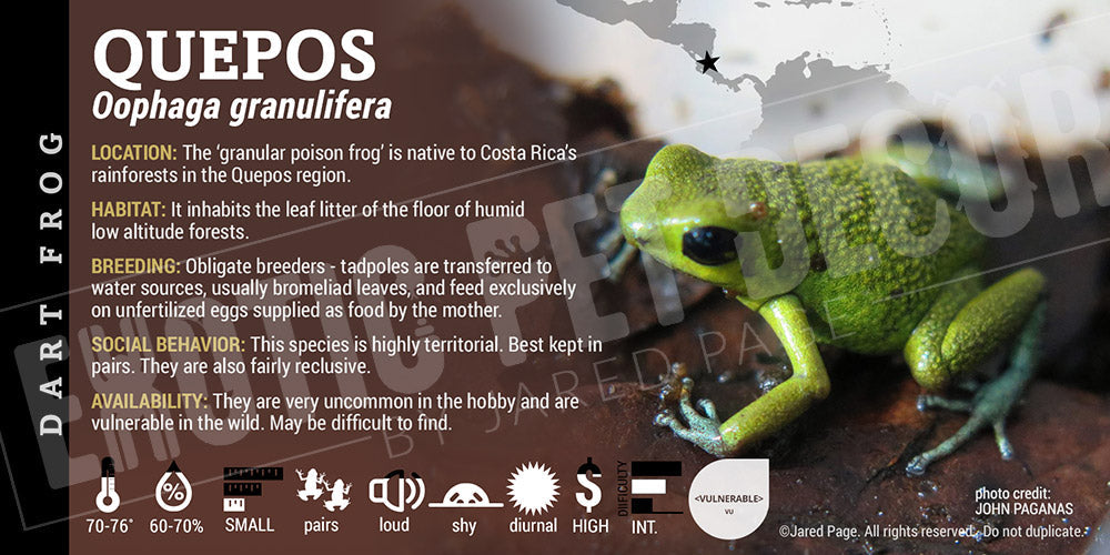Oophaga granulifera 'Quepos' Dart Frog Label