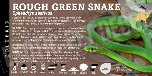 Opheodrys aestivus 'Rough Green' Snake
