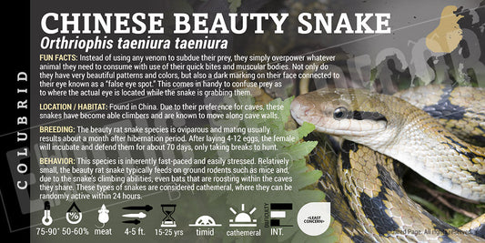 Orthriophis taeniura taeniura 'Chinese Beauty' Snake