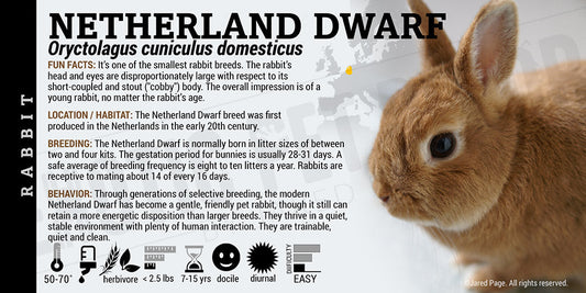 Oryctolagus cuniculus 'Domesticus Netherland Dwarf Rabbit'