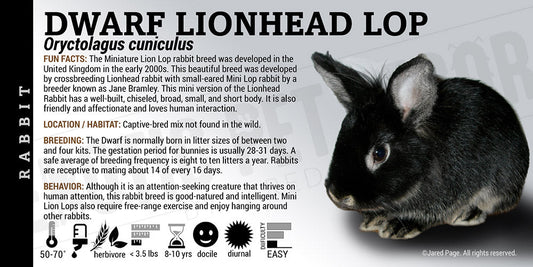 Oryctolagus cuniculus 'Dwarf Lionhead Rabbit'