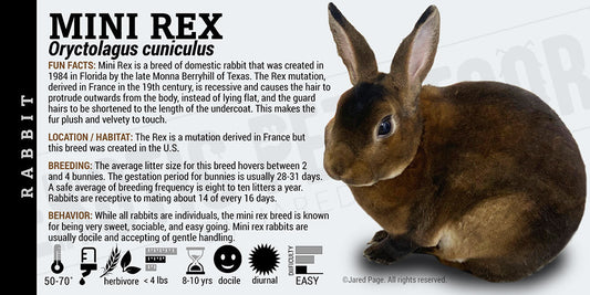 Oryctolagus cuniculus 'Mini Rex Rabbit'