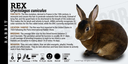 Oryctolagus cuniculus 'Rex Rabbit'