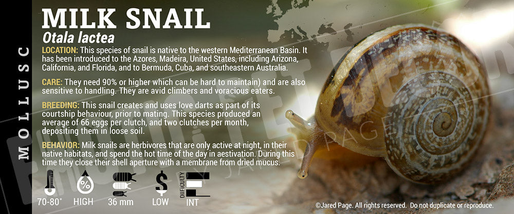 Otala lactea 'Milk' Snail