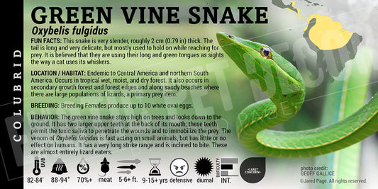 Oxybelis fulgidus 'Green Vine' Snake