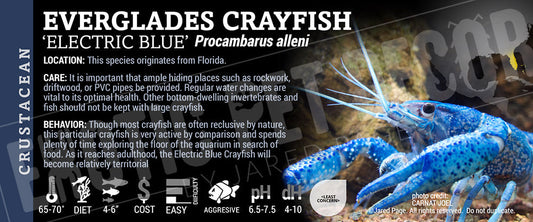 Procambarus alleni 'Electric Blue Crayfish'